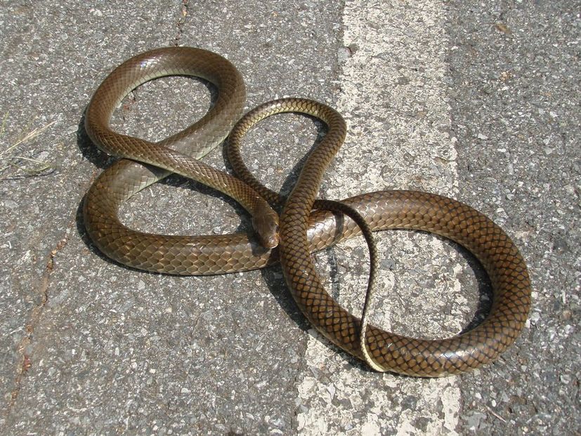 Ptyas korros