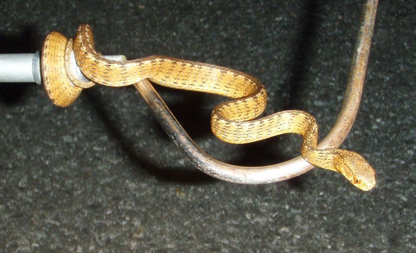 Boiga cyanea