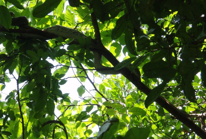 Varani spazzini, noci di cocco, rattan e altri pericoli!