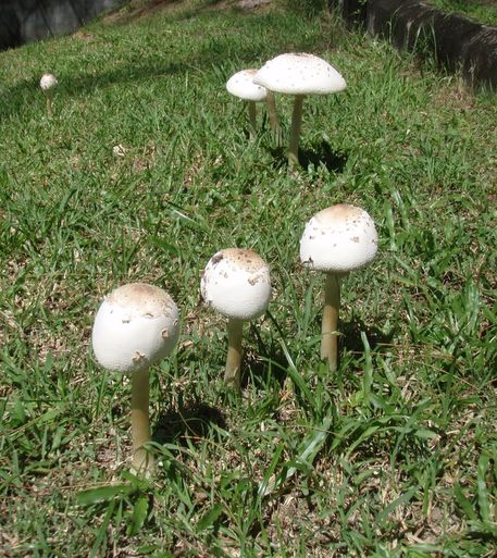 Macrolepiota e altri funghi da Langkawi (Malaysia)