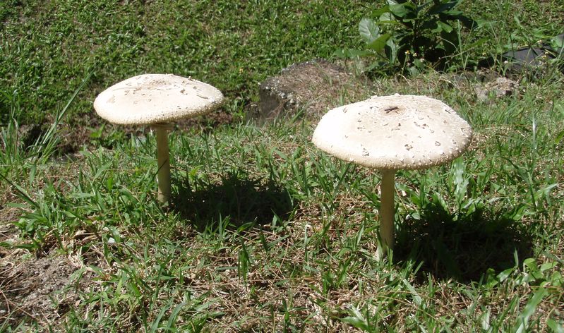 Macrolepiota e altri funghi da Langkawi (Malaysia)