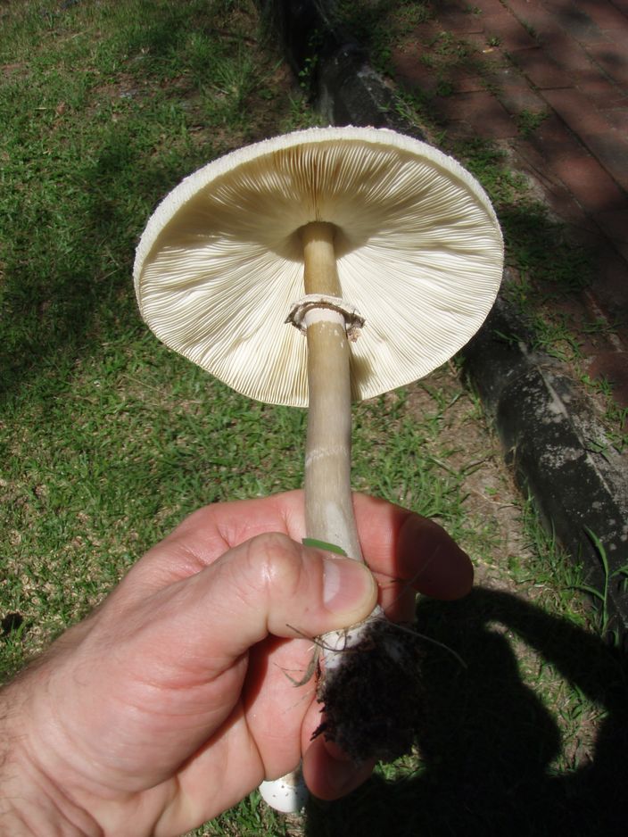 Macrolepiota e altri funghi da Langkawi (Malaysia)