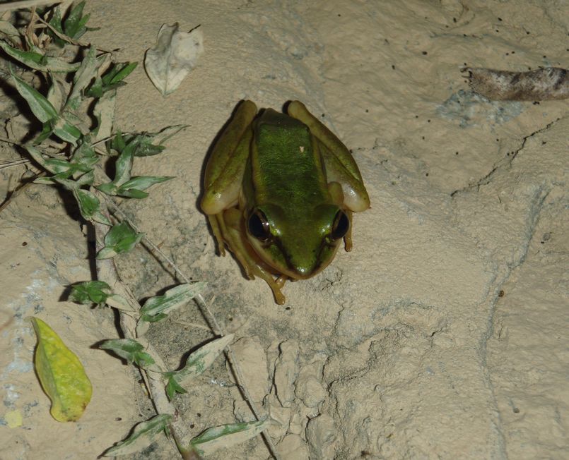 Cryptelytrops purpureomaculatus