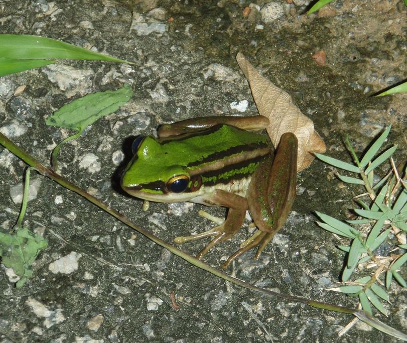 Cryptelytrops purpureomaculatus