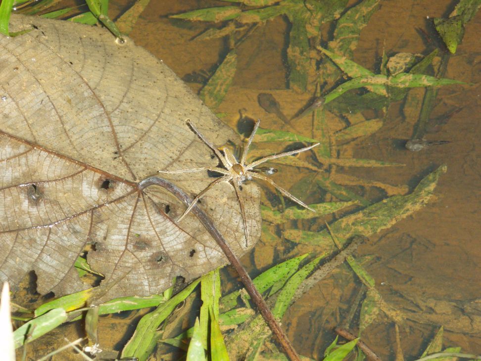 Cryptelytrops purpureomaculatus
