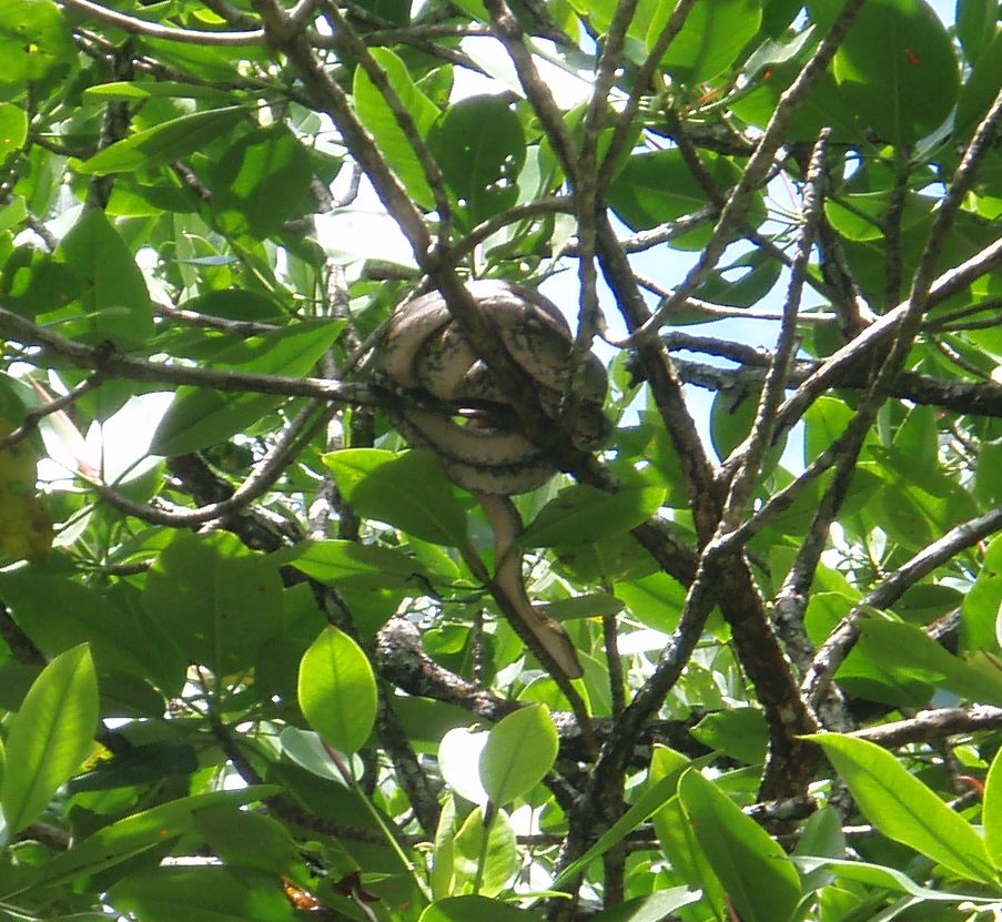 Cryptelytrops purpureomaculatus