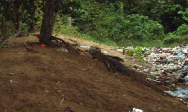 Varani spazzini, noci di cocco, rattan e altri pericoli!