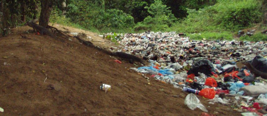 Varani spazzini, noci di cocco, rattan e altri pericoli!