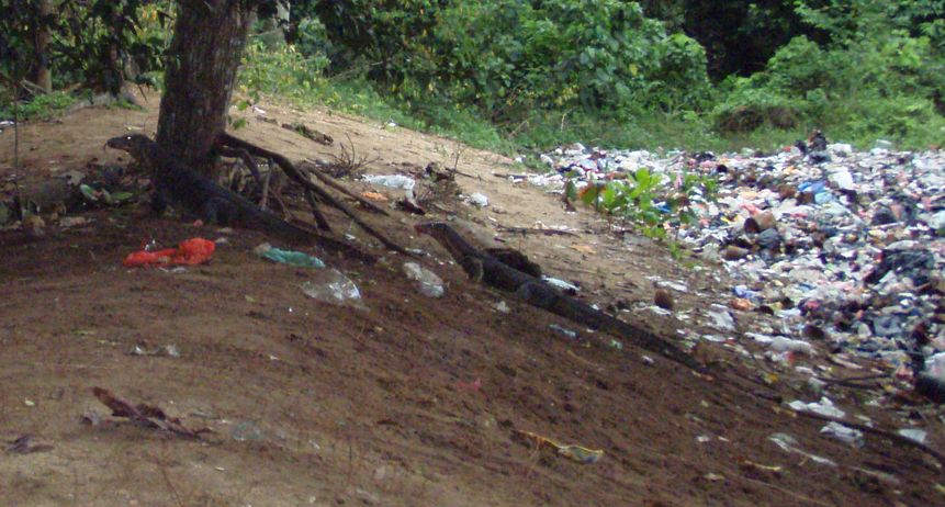 Varani spazzini, noci di cocco, rattan e altri pericoli!