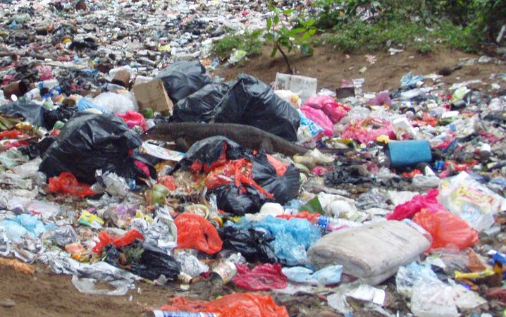 Varani spazzini, noci di cocco, rattan e altri pericoli!