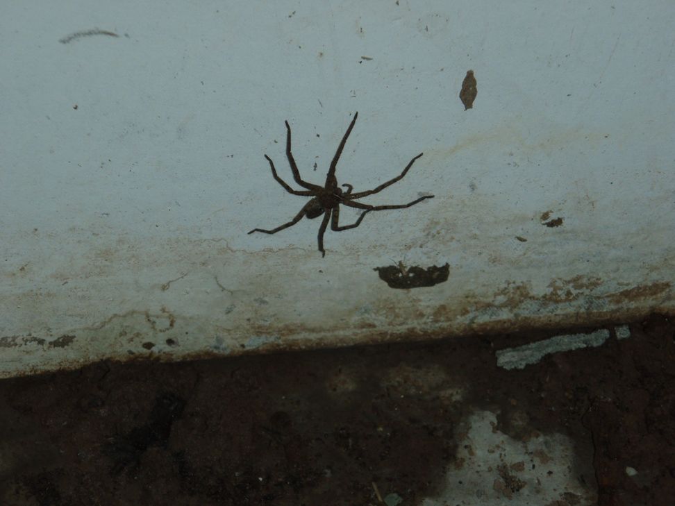 1.200 nuove specie del Amazonas