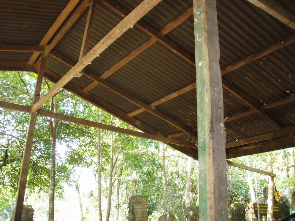 Boiga cyanea