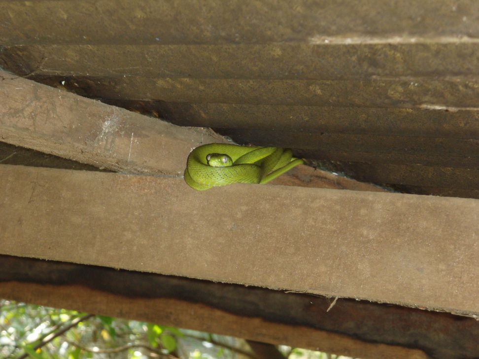 Boiga cyanea