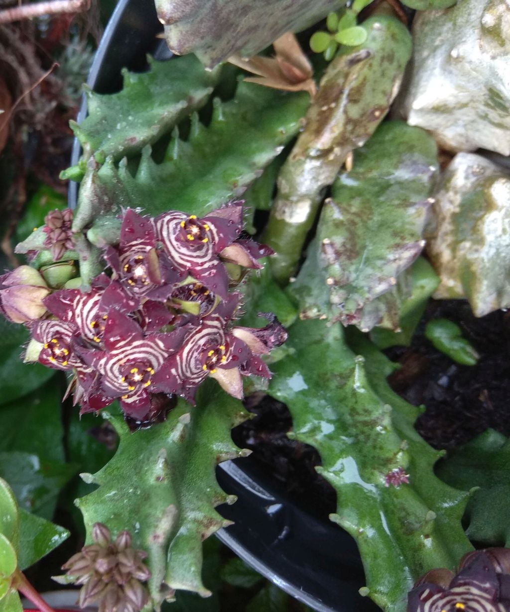 Apteranthes europaea  (Apocynaceae)