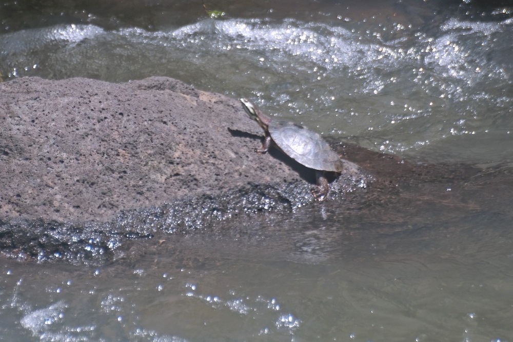 Testuggine acquatica dall''Argentina