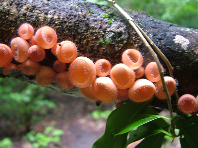 dal Costa Rica