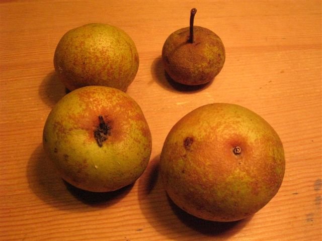 E'' un sorbo? no, Pyrus sp. (Rosaceae)