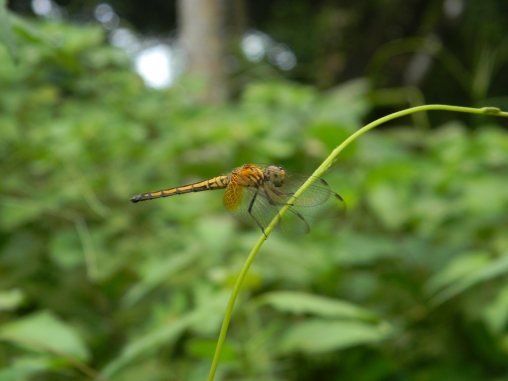 Vietnam - Libellulidae  - Trithemis aurora?  S !