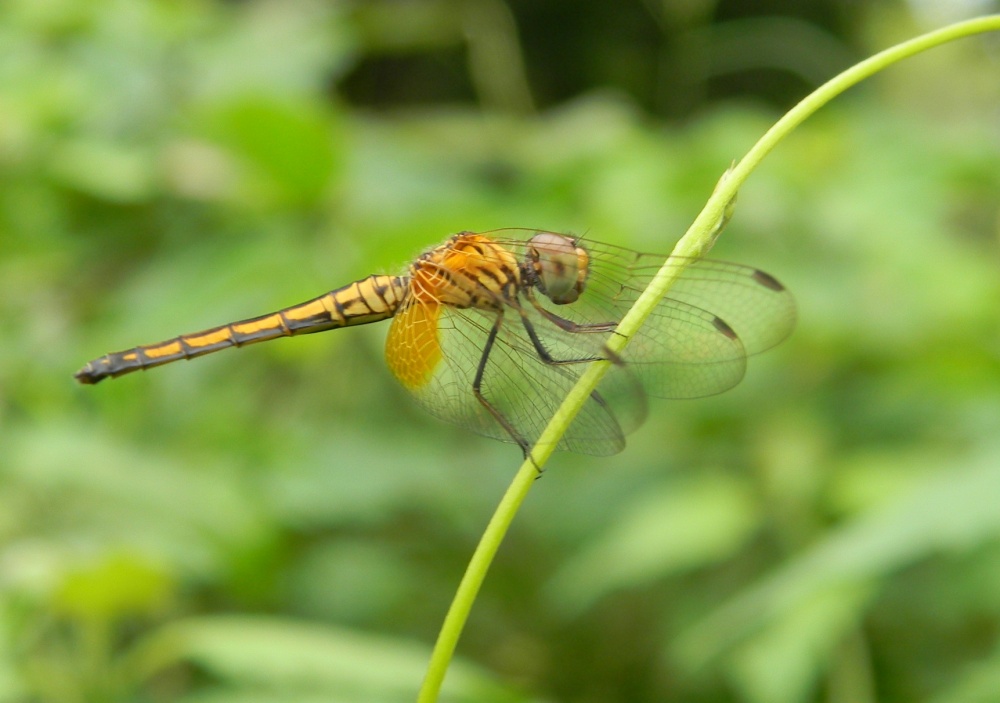 Vietnam - Libellulidae  - Trithemis aurora?  S !