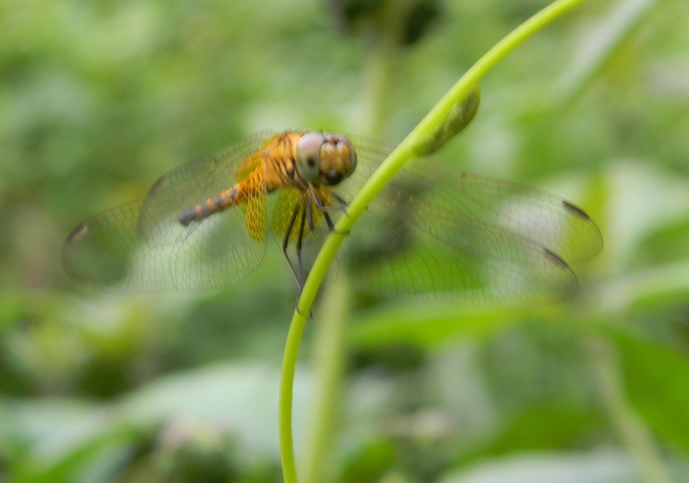 Vietnam - Libellulidae  - Trithemis aurora?  S !