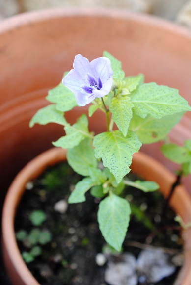 Nicandra physalodes (Solanaceae)