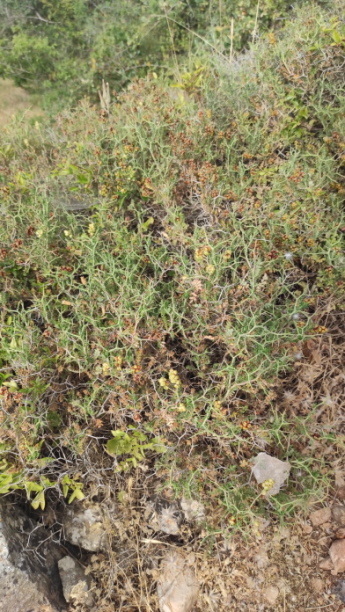 Cespuglio spinoso: Poterium spinosum  (Rosaceae)