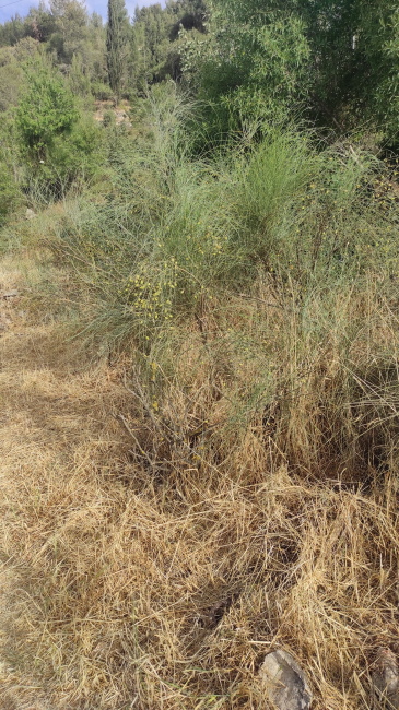 Cespuglio con rami giunchiformi:  Retama raetam (Fabaceae)