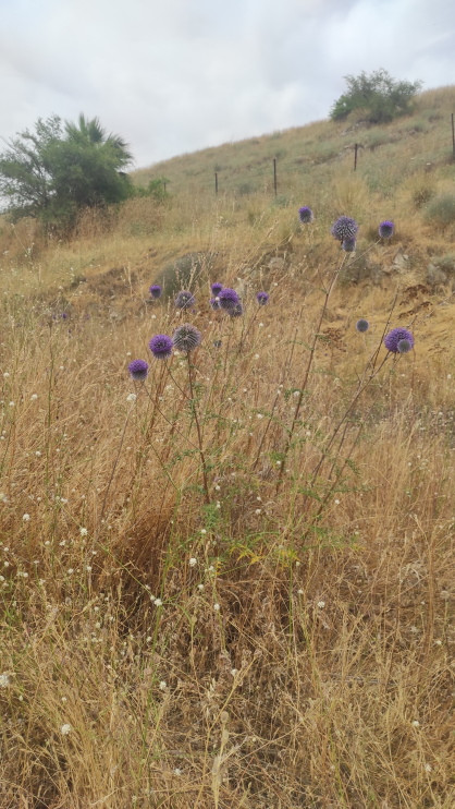 Echinops? S, Echinops cfr.. adenocaulos