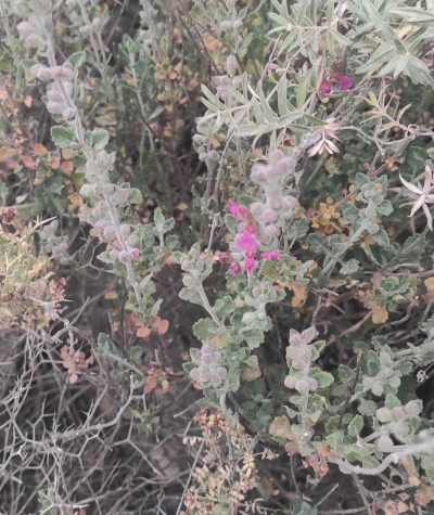 Lamiacea spontanea a Gerusalemme: Teucrium divaricatum