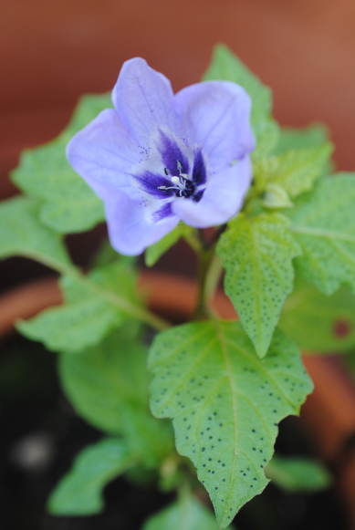 Nicandra physalodes (Solanaceae)