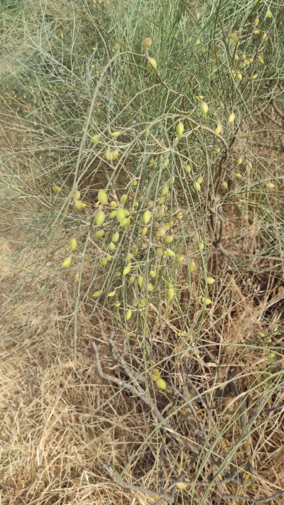 Cespuglio con rami giunchiformi:  Retama raetam (Fabaceae)