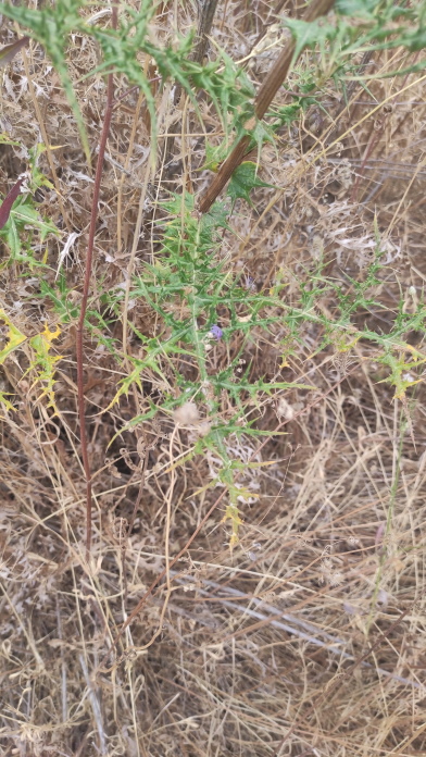 Echinops? S, Echinops cfr.. adenocaulos