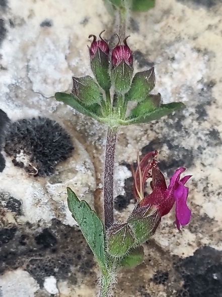 Lamiacea spontanea a Gerusalemme: Teucrium divaricatum