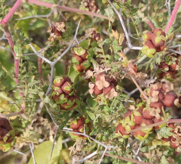 Cespuglio spinoso: Poterium spinosum  (Rosaceae)