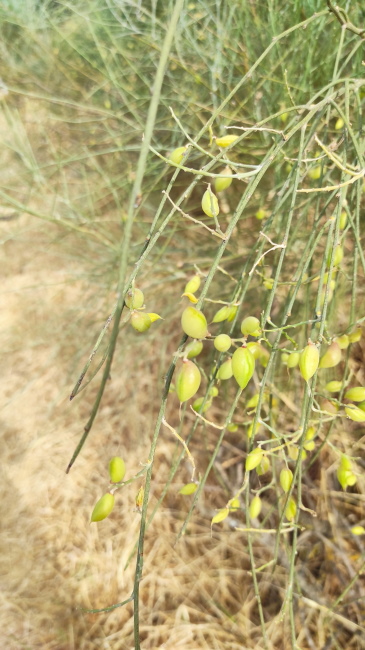 Cespuglio con rami giunchiformi:  Retama raetam (Fabaceae)