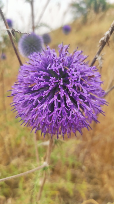 Echinops? S, Echinops cfr.. adenocaulos