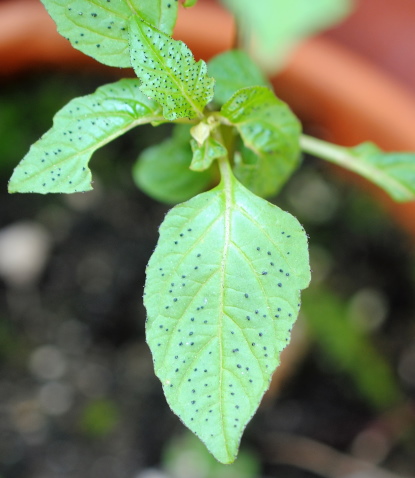 Nicandra physalodes (Solanaceae)