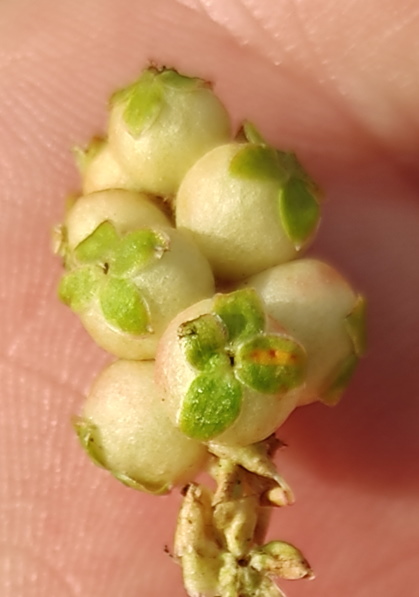 Cespuglio spinoso: Poterium spinosum  (Rosaceae)