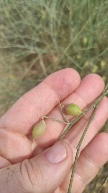 Cespuglio con rami giunchiformi:  Retama raetam (Fabaceae)