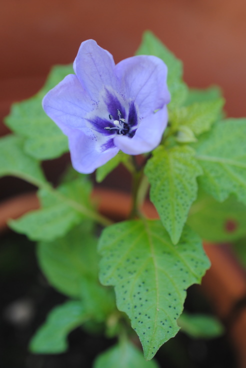 Nicandra physalodes (Solanaceae)