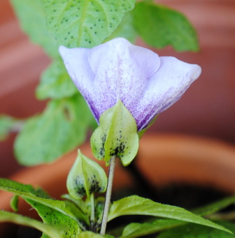 Nicandra physalodes (Solanaceae)