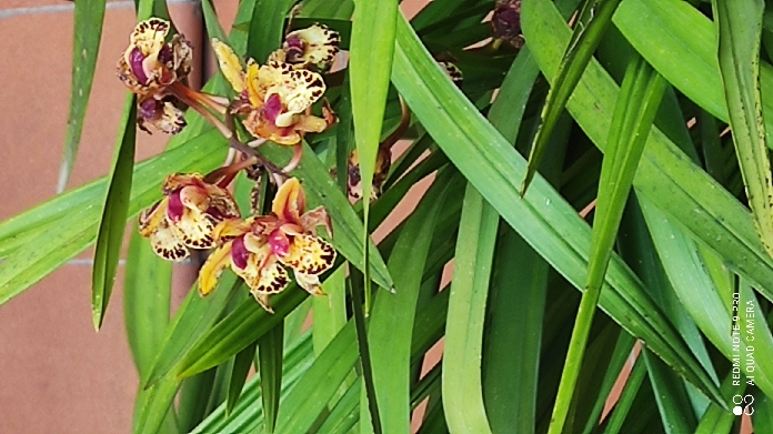 ibrido di Cymbidium (Orchidaceae)