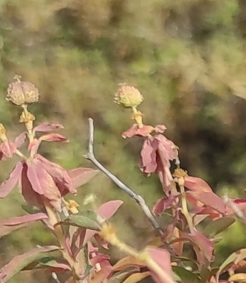 Euphorbia a Gerusalemme: Euphorbia hierosolymitana