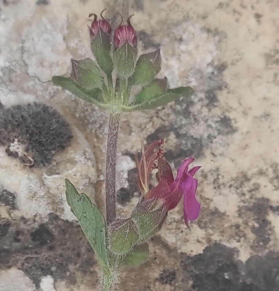 Lamiacea spontanea a Gerusalemme: Teucrium divaricatum