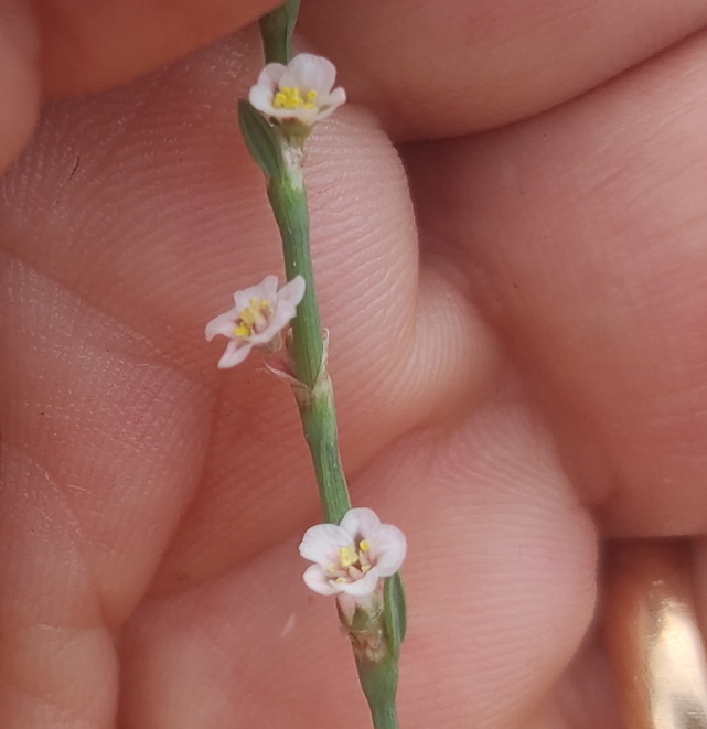 Rami giunchiformi...Polygonum equisetiforme