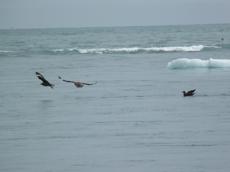 Identificazione uccelli islandesi
