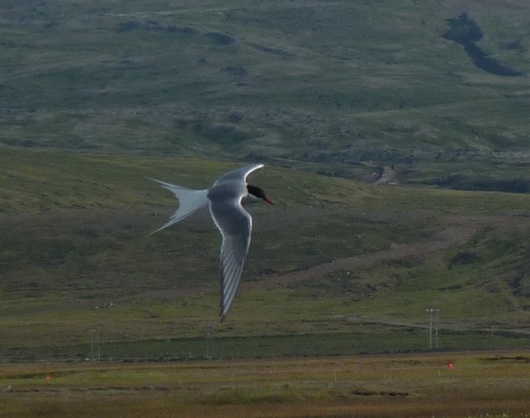 Identificazione uccelli islandesi