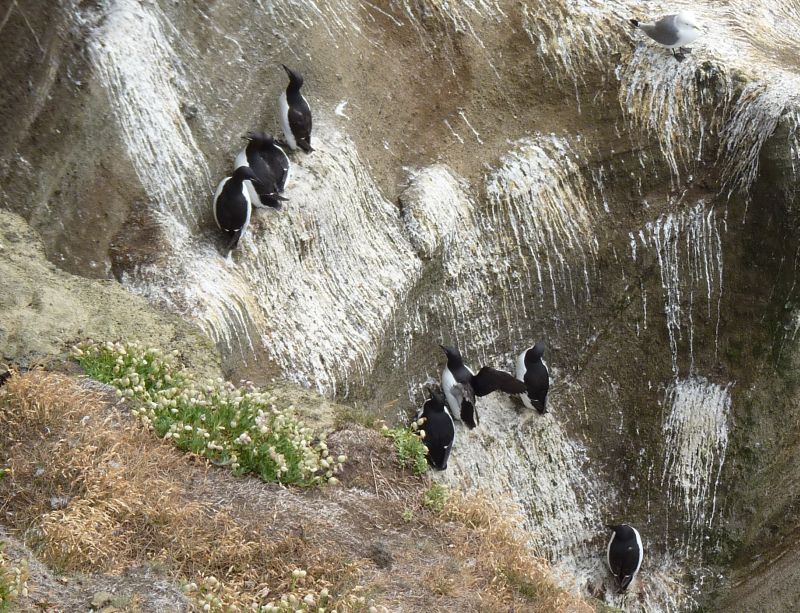 Identificazione uccelli islandesi
