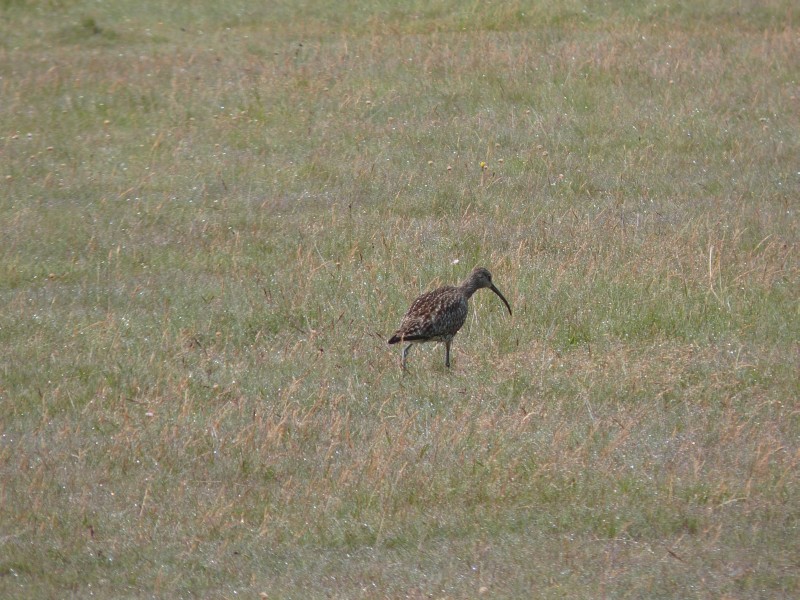 Identificazione uccelli islandesi