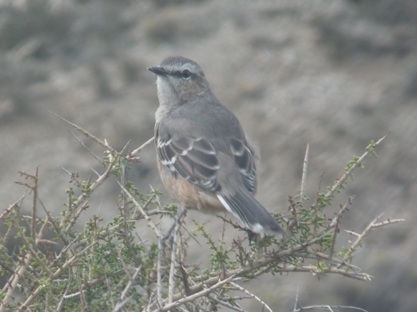 uccelli dalla Patagonia